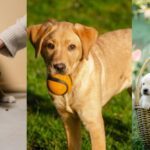 Five Best Labrador retrievers food -Reviewed and Tested