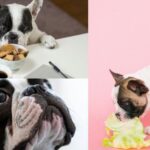 Five Best French Bulldogs food -Reviewed and Tested