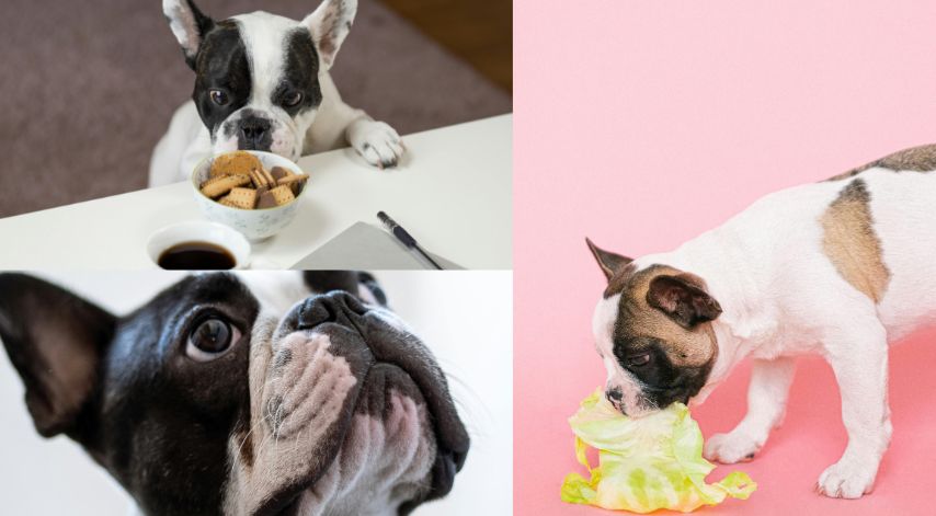 You are currently viewing Five Best French Bulldogs food -Reviewed and Tested