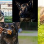 Five Best German Shepherd Dog foods -Reviewed and Tested