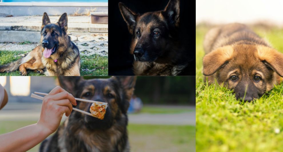 You are currently viewing Five Best German Shepherd Dog foods -Reviewed and Tested